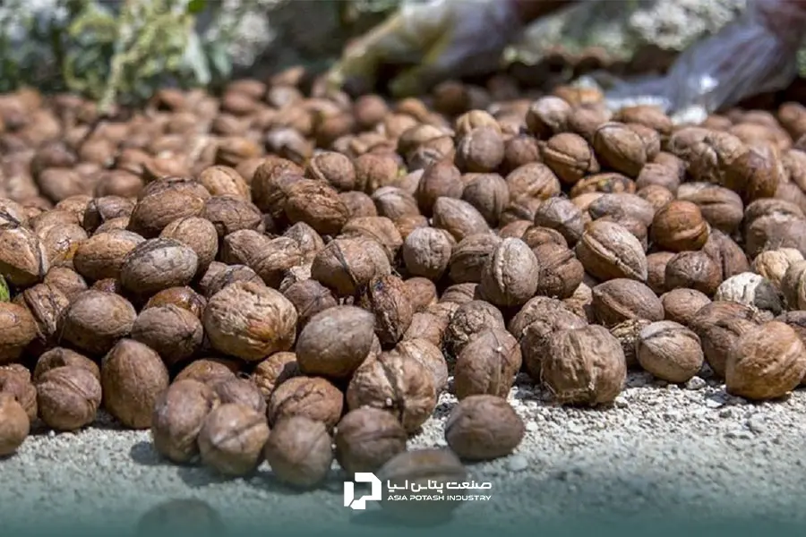 کوددهی گردو به صورت اصول عامل برداشت محصولی با کیفیت است.