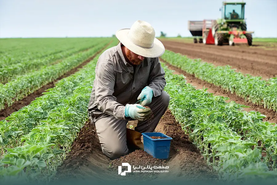 بهترین کود برای لوبیا به نتیجه آزمون خاک مزرعه بستگی دارد.