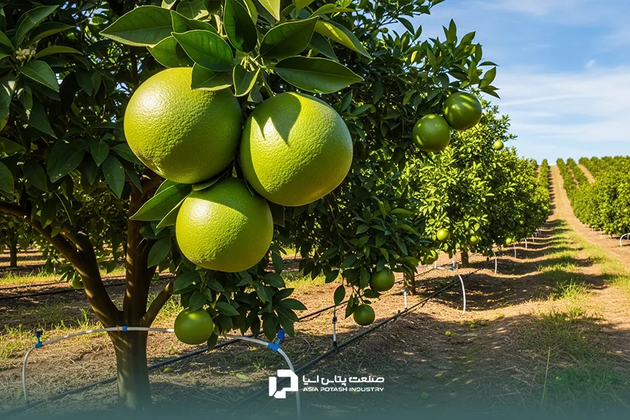 نمایی از درختان مرکبات با میوههای در حال رنگگیری نارنجی در آستانه برداشت پاییزی