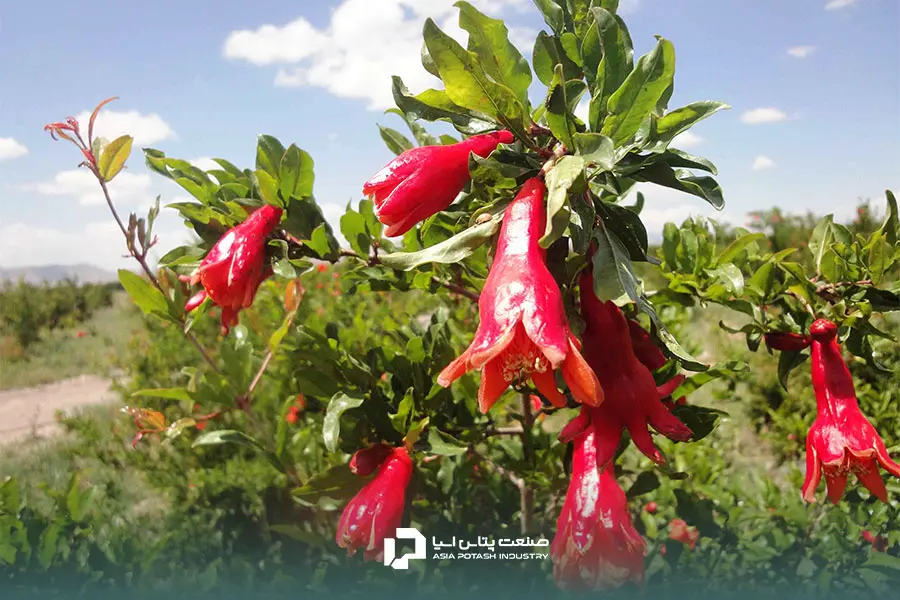 درخت انار در زمان گل دهی