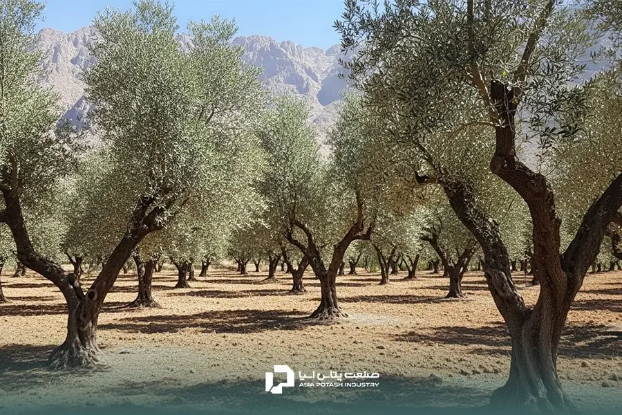 انتخاب بهترین کود برای زیتون نیازمند شناخت دقیق باغ است.