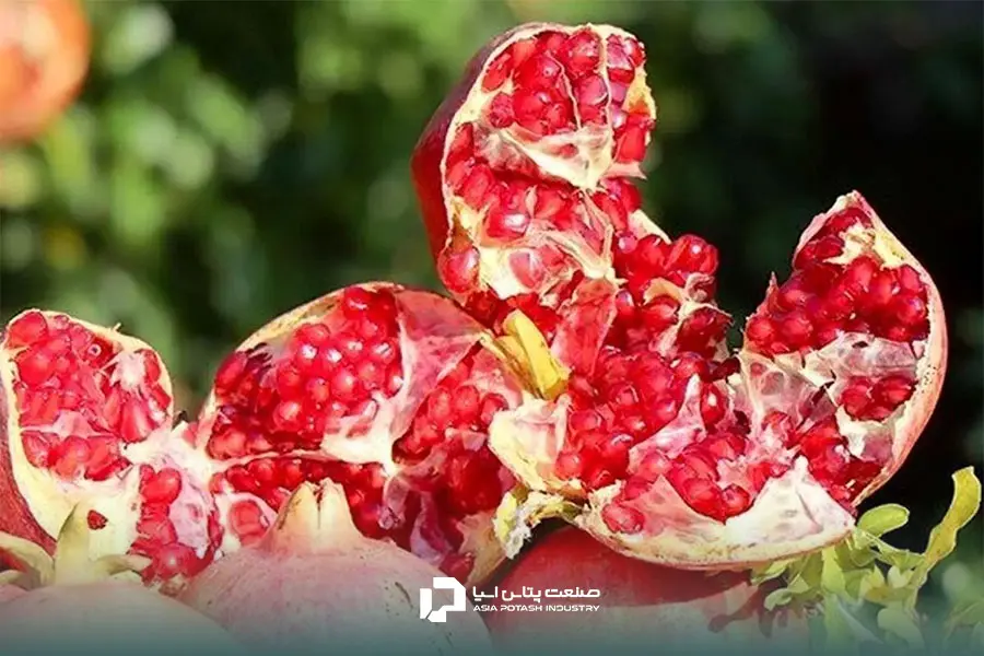 کود دهی انار یکی از عوامل شیرین‌تر شدن آن است.