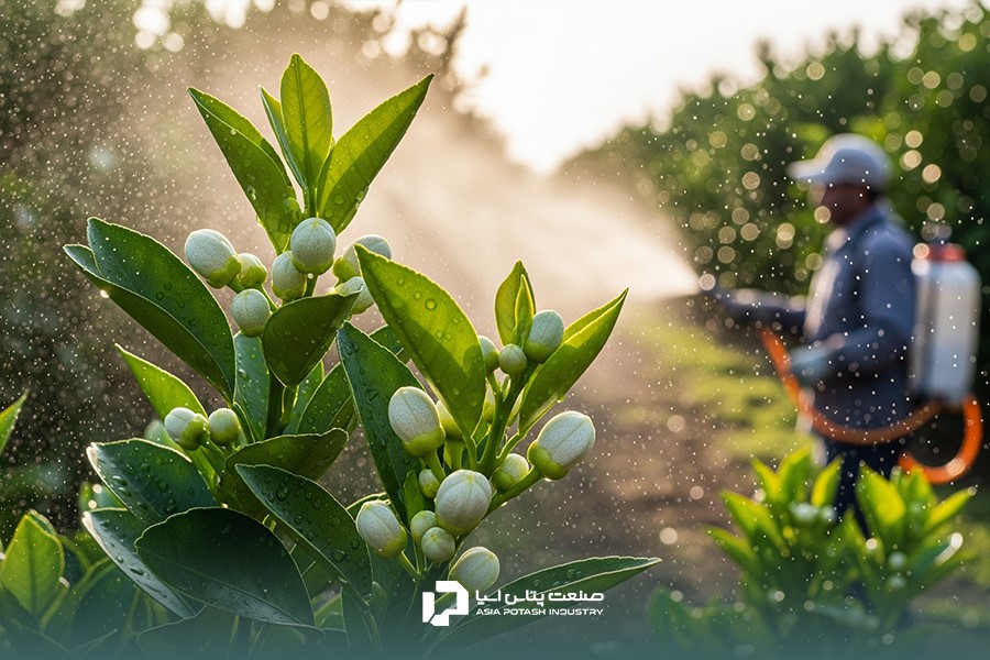 محلولپاشی عناصر ریزمغذی روی جوانههای در حال تورم درخت مرکبات