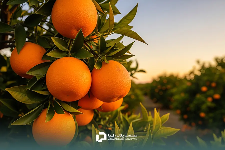 تأثیرکوددهی سولفات پتاسیم در میوهدهی مرکبات