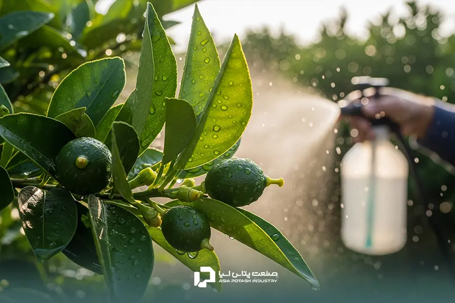 محلولپاشی نیترات کلسیم روی میوههای تازه تشکیلشده در مرحله فندقی شدن درخت مرکبات