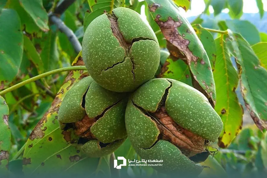 اهمیت کوددهی گردو در رساندن عناصر غذایی مناسب به درخت