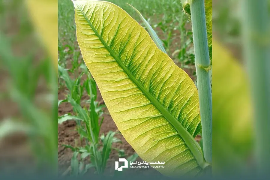 زرد شدن برگ‌های جوان با رگ برگ‌های سبز نشانه کمبود آهن در لوبیا است.