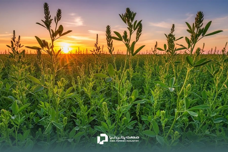 نمایی از مرزعه یونجه پیش از چین (برداشت)
